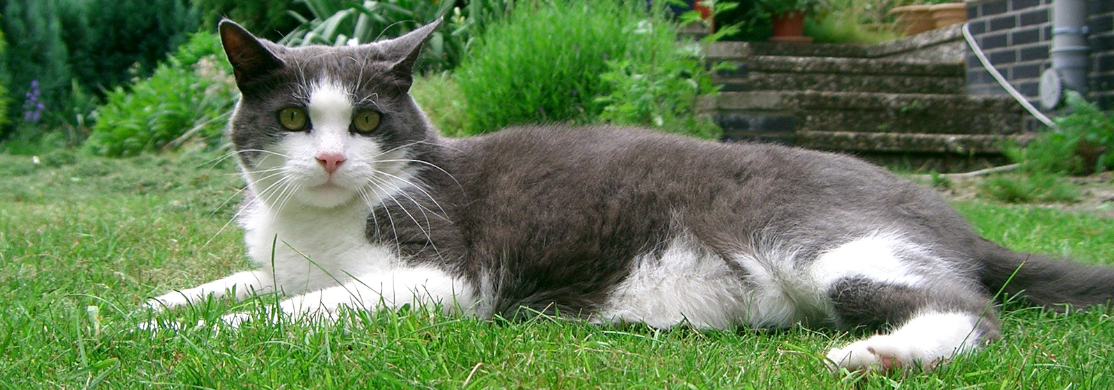 Willkommen in Rossinis Tatzenpension